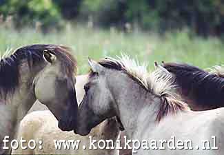 Paarden praten met hun mond en oren